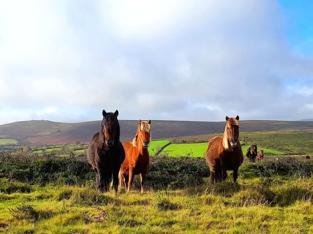 Friends of the Dartmoor Hill Pony - Facebook Group
