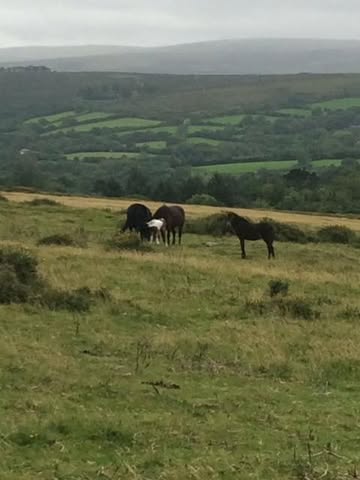 Whats On Ashburton Dartmoor & Tavistock - Facebook Group