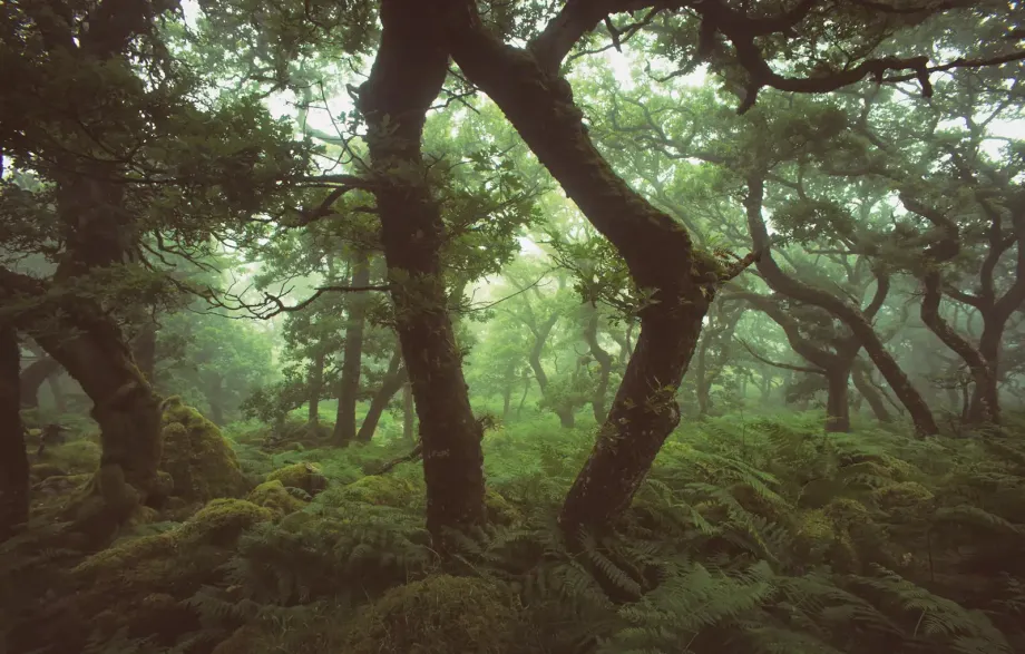 Black-a-Tor Copse on Dartmoor