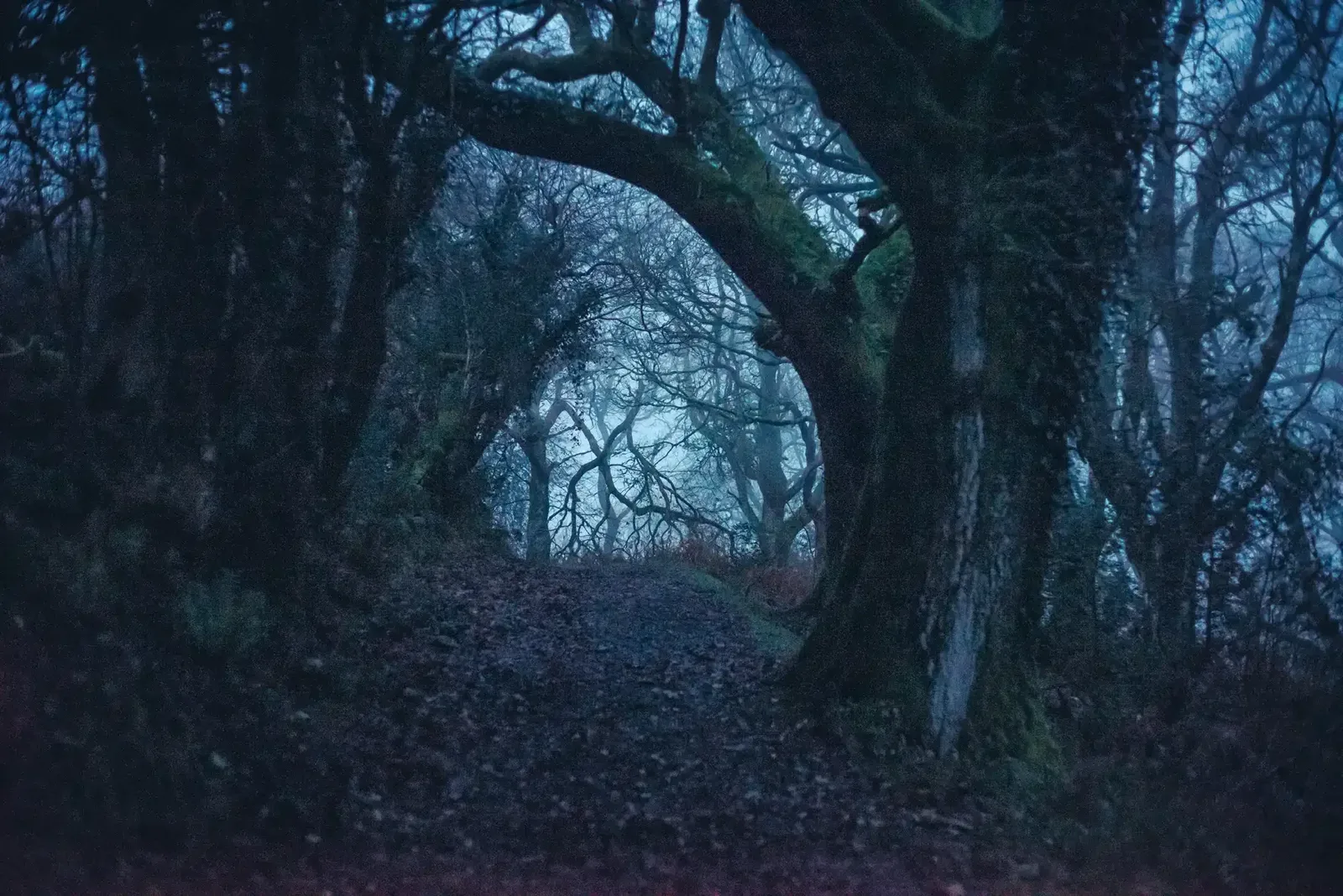 Skaigh Woods