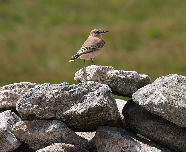 Quintin's Man (Cairn)