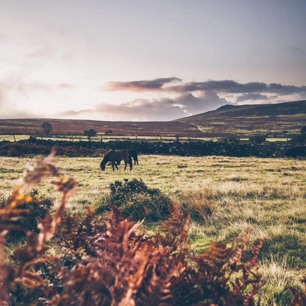 Dartmoor Commons Owners Association