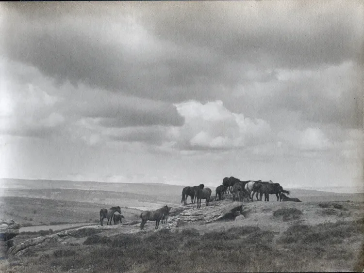 The Dartmoor Trust
