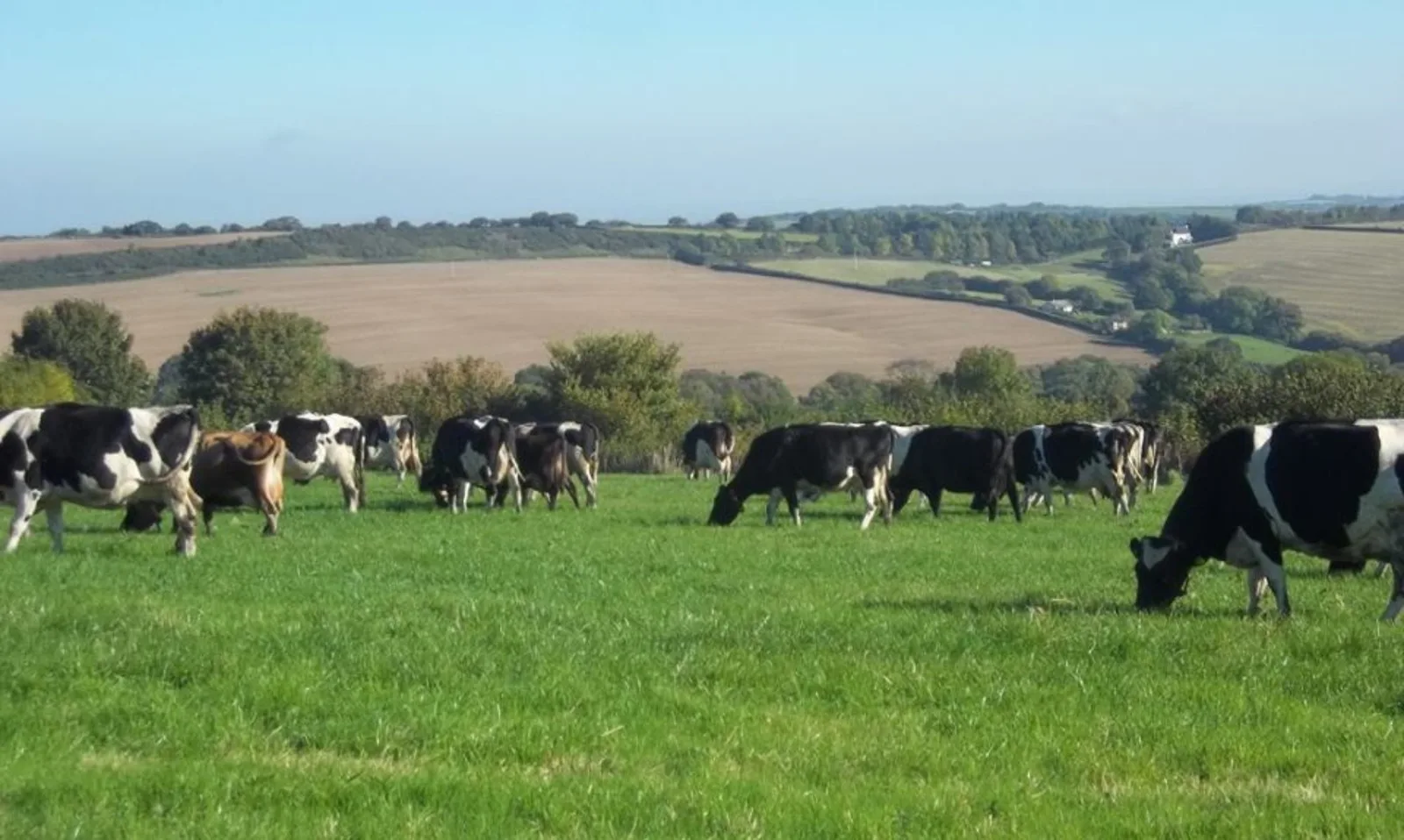 Dunn's Dairy