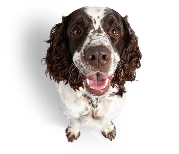Okeford Veterinary Centre - Okehampton