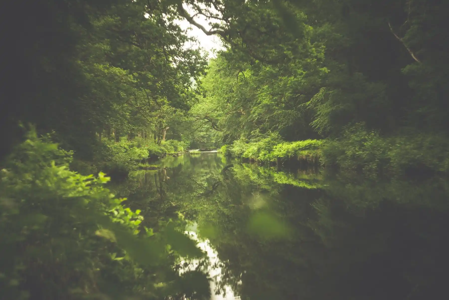 Hembury Woods