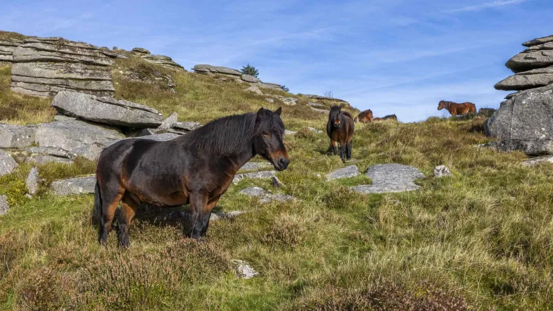 Dartmoor Pony Heritage Trust