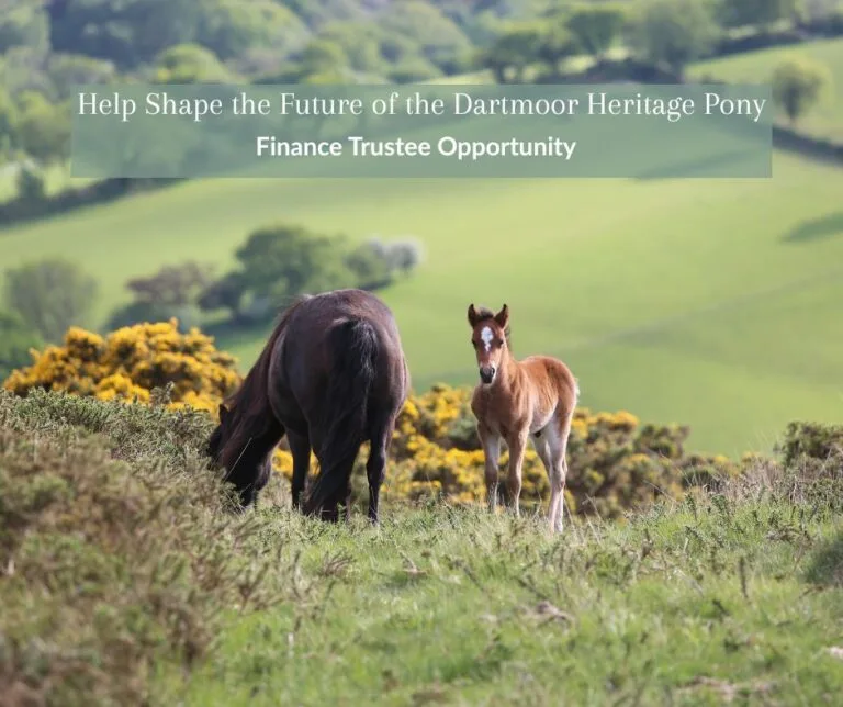 Dartmoor Pony Heritage Trust