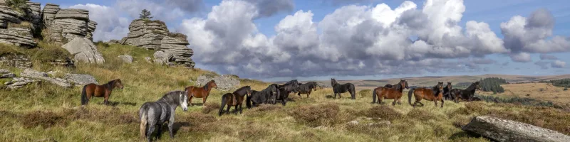 Dartmoor Pony Heritage Trust